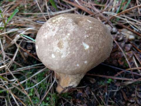 Imagem de Lycoperdon excipuliforme (Scop.) Pers. 1801