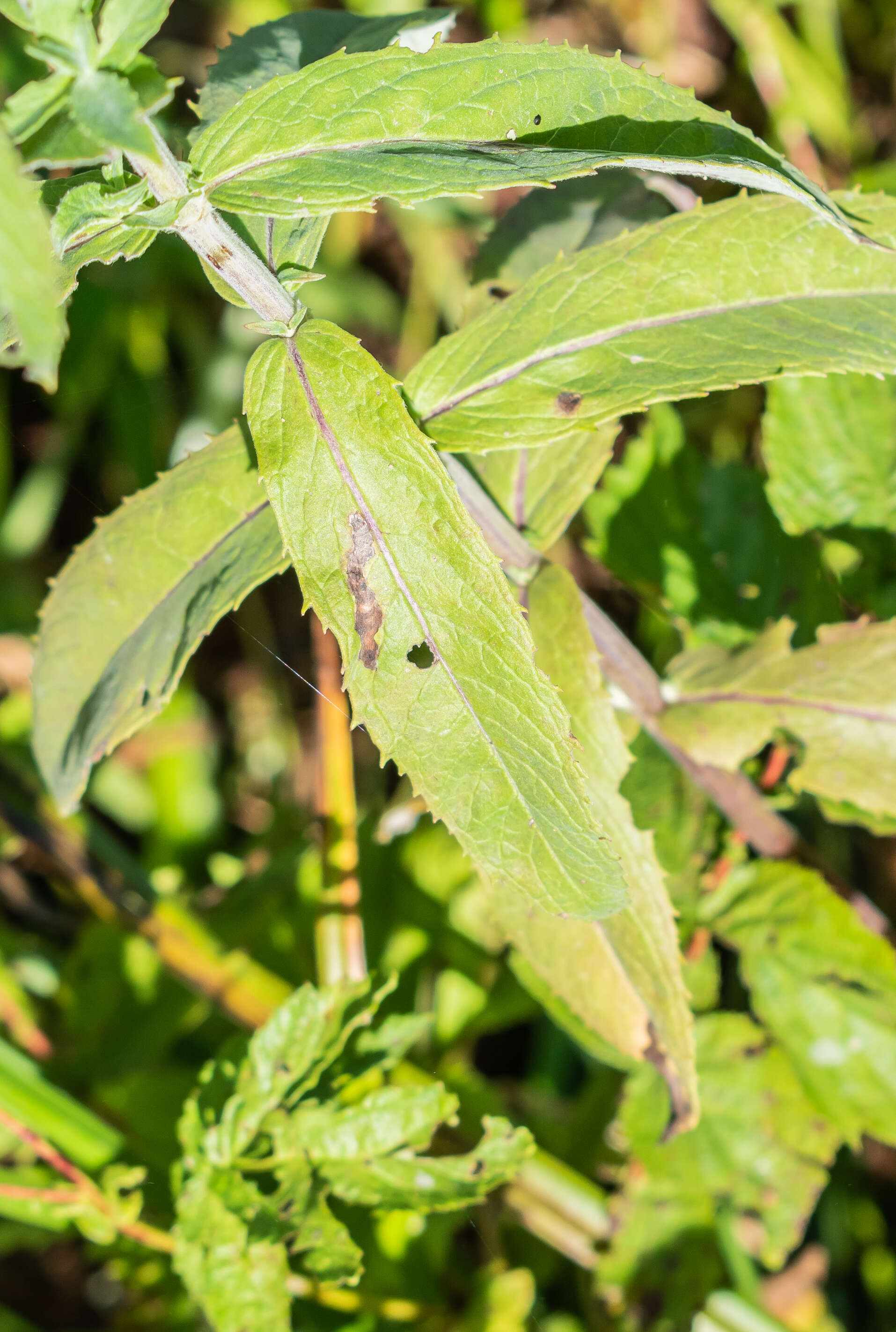 Image of Horse Mint