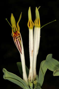 Слика од Agelanthus natalitius (Meissn.) R. M. Polhill & D. Wiens