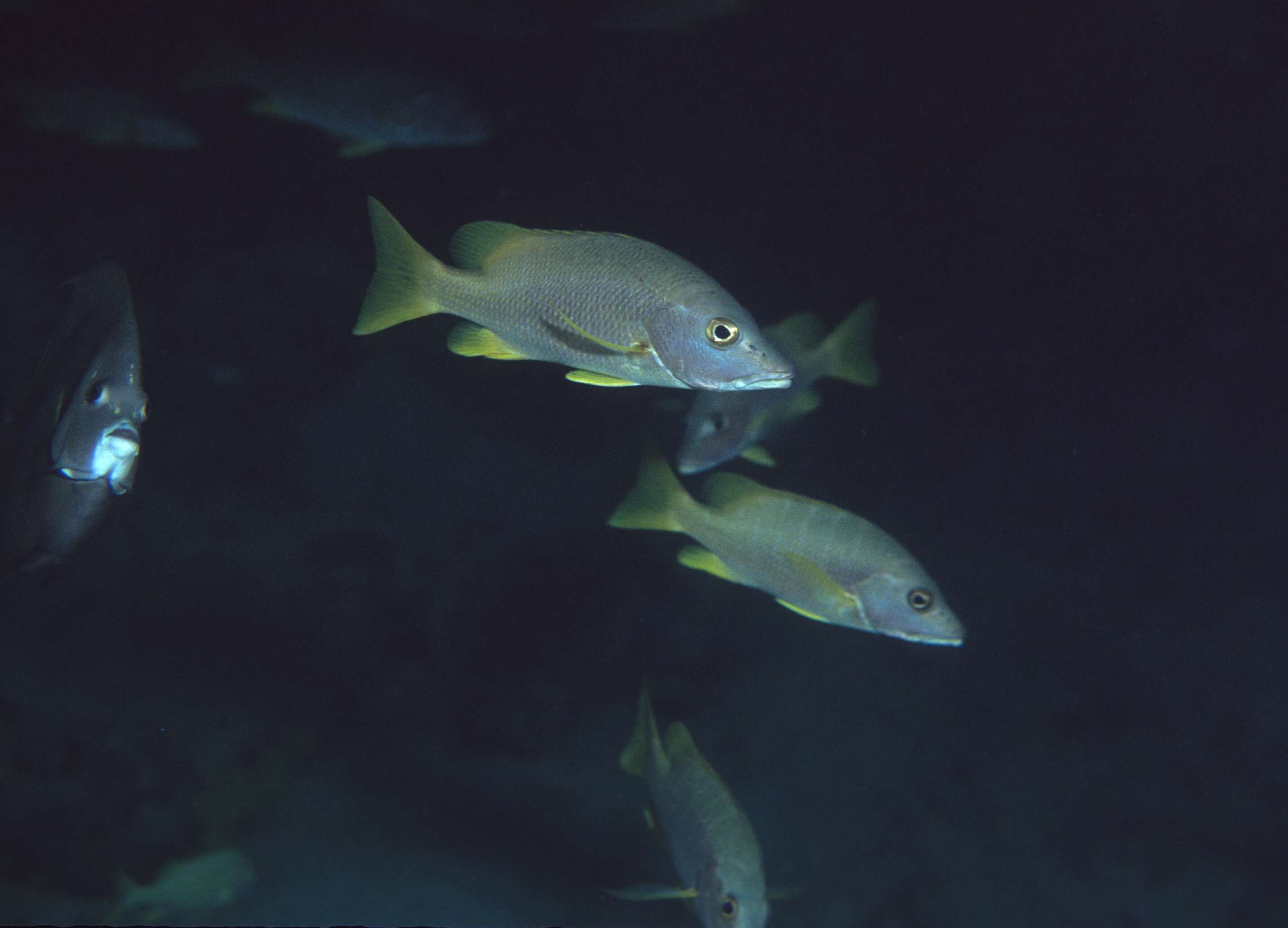 Image of Dogtooth Snapper