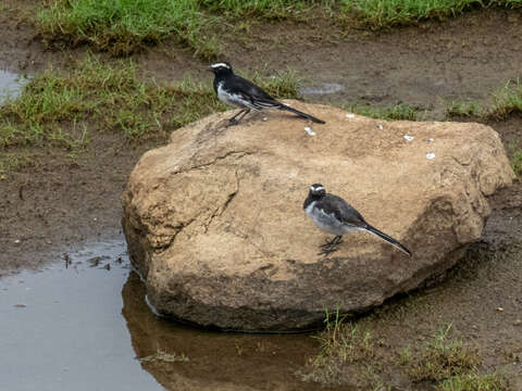 Image of White-browed Wagtail