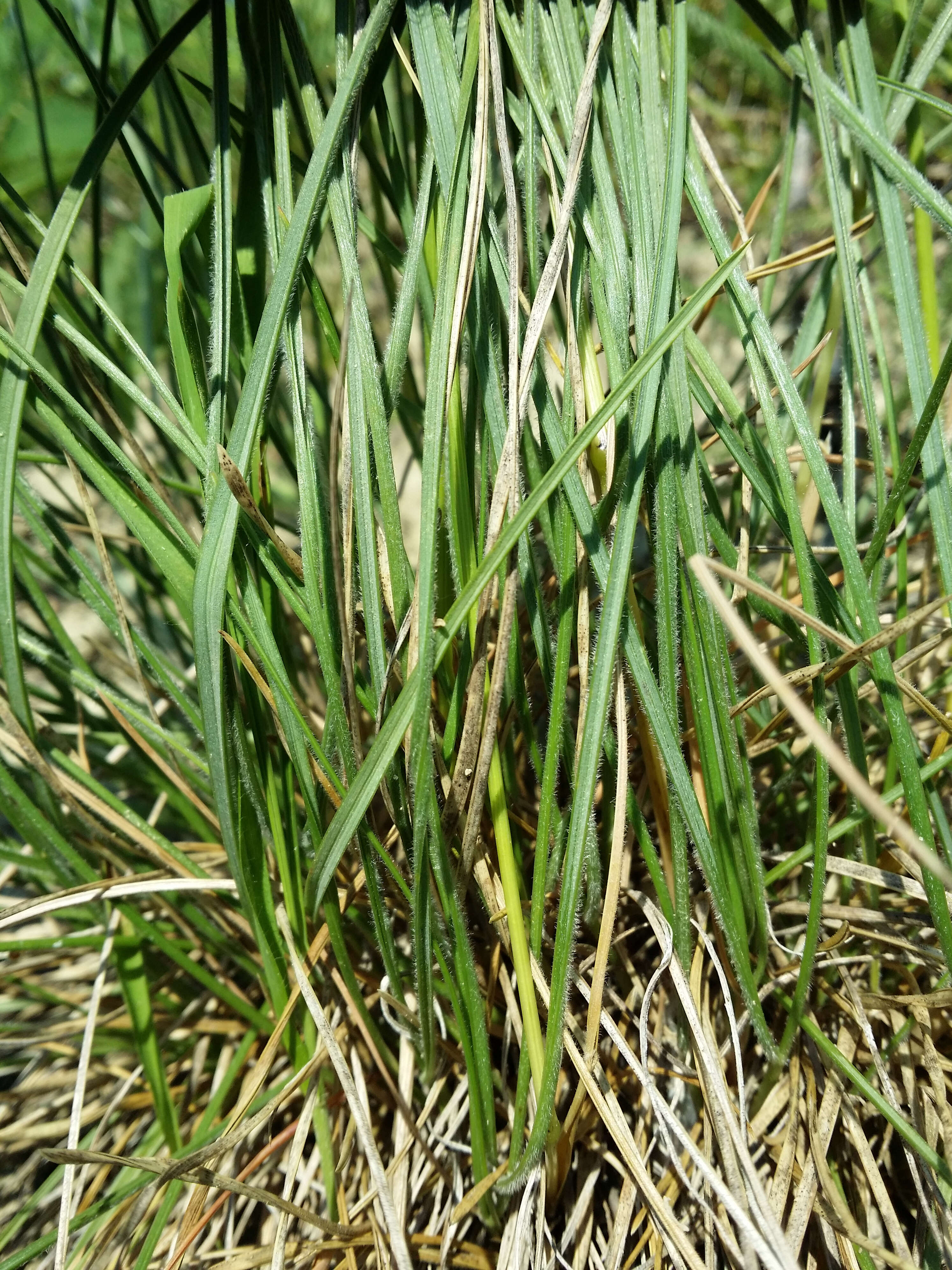 Plancia ëd Helictochloa pratensis (L.) Romero Zarco