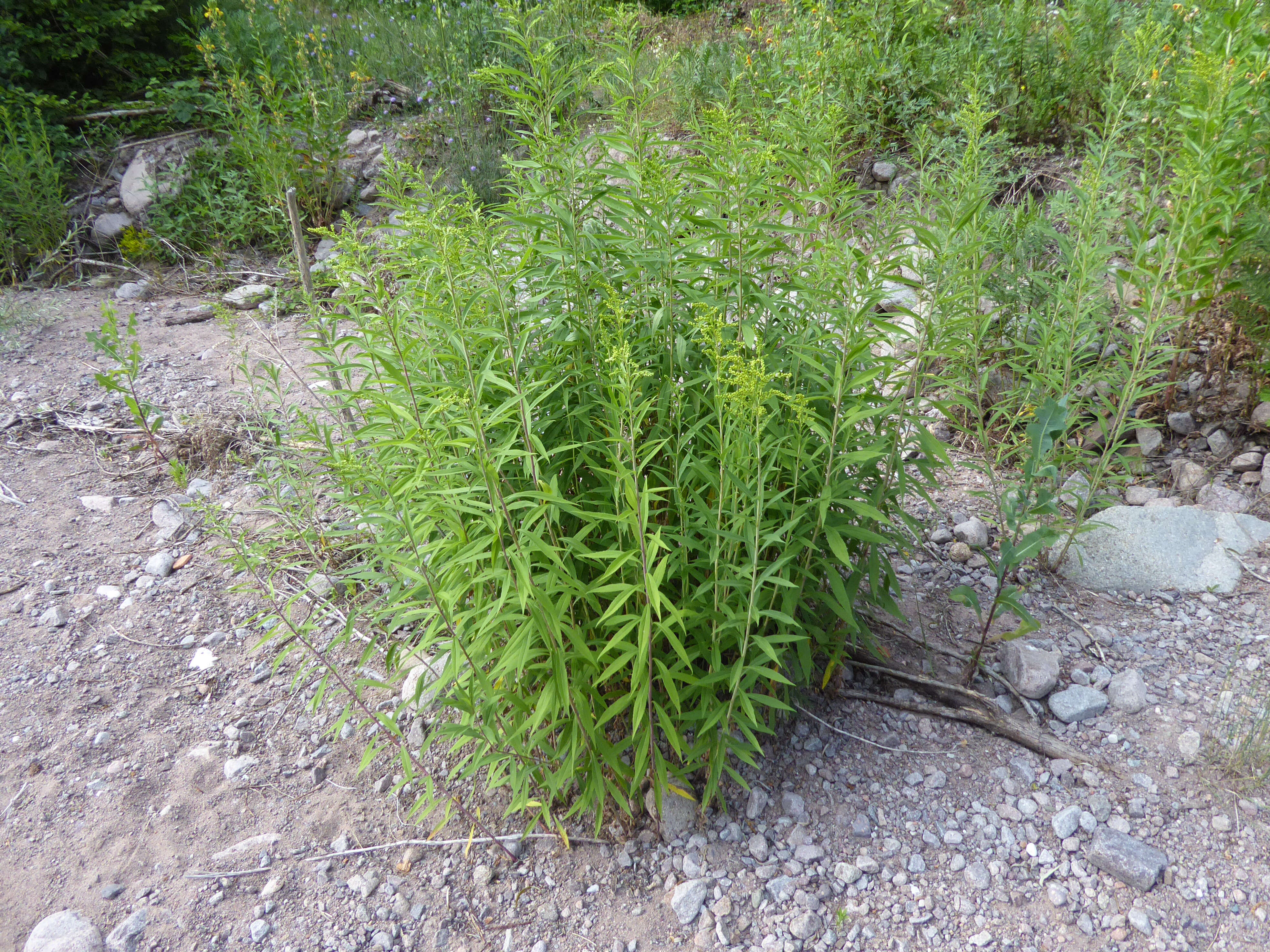 Imagem de Solidago gigantea Ait.