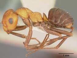 Image of Formica comata Wheeler 1909