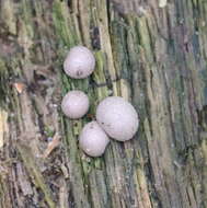 Image of Lycogala epidendrum