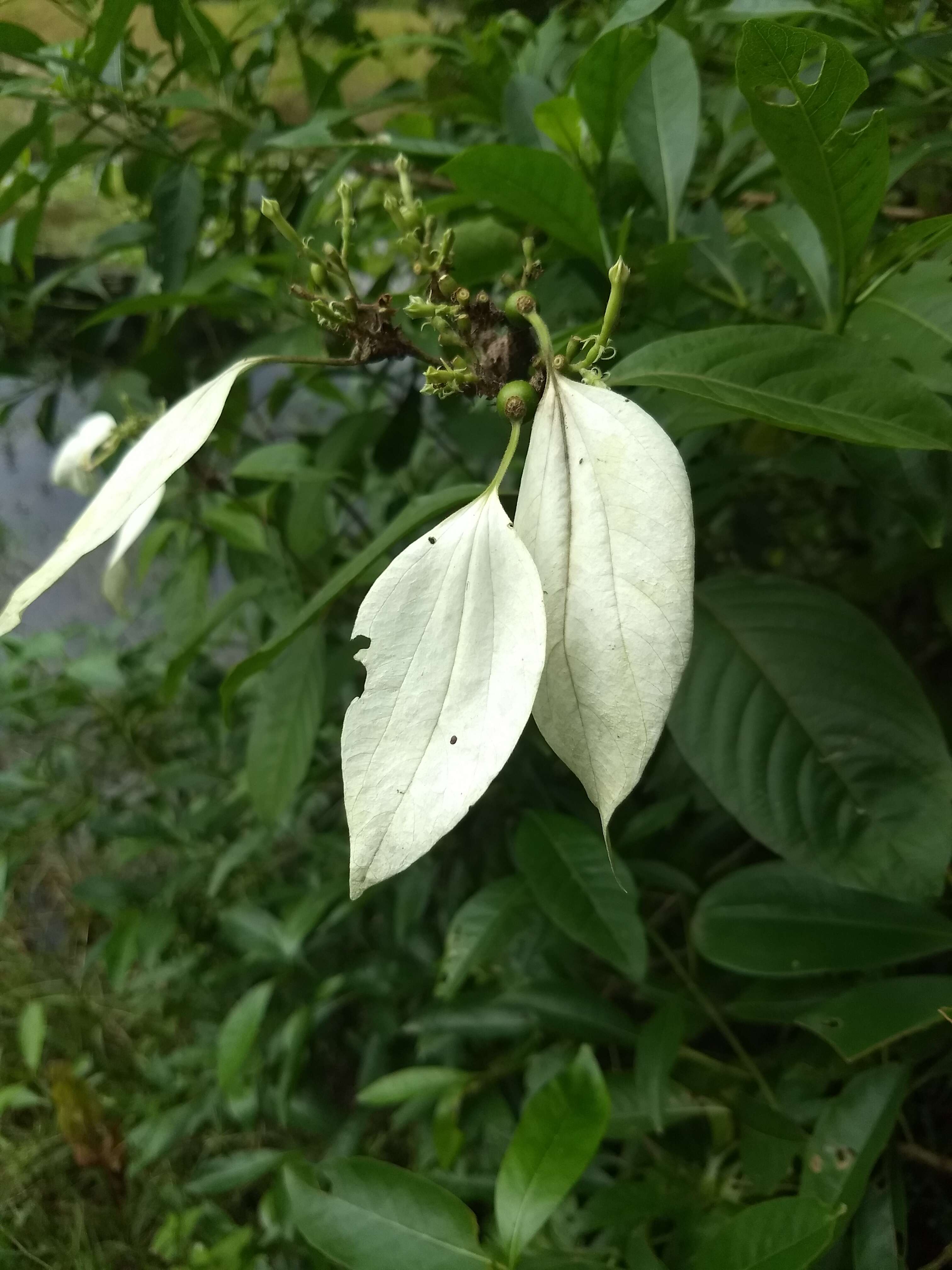 Image of White flag bush