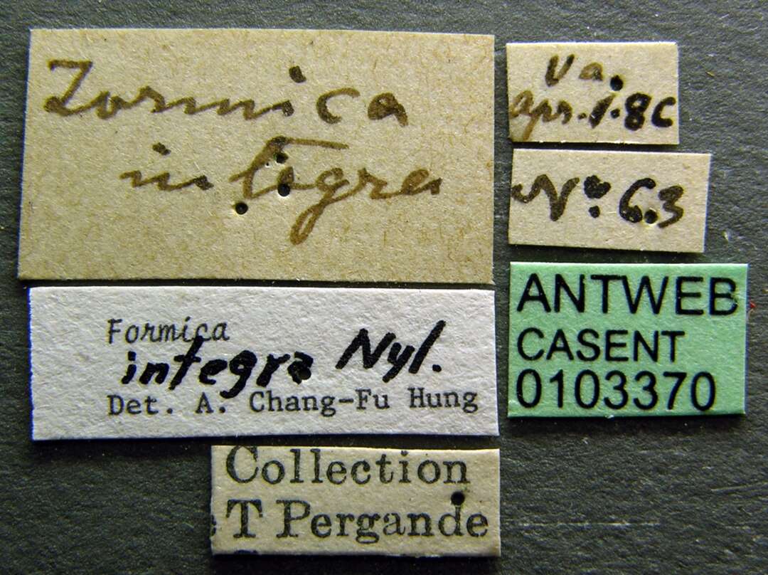 Слика од Formica integra Nylander 1856