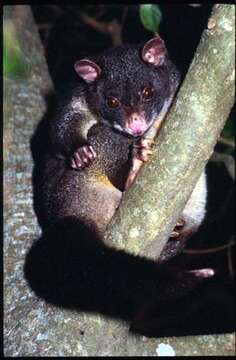 Image of Mountain Brushtail Possum