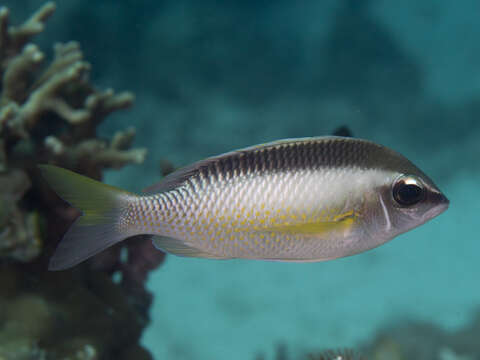 Image of Pearly monocle bream