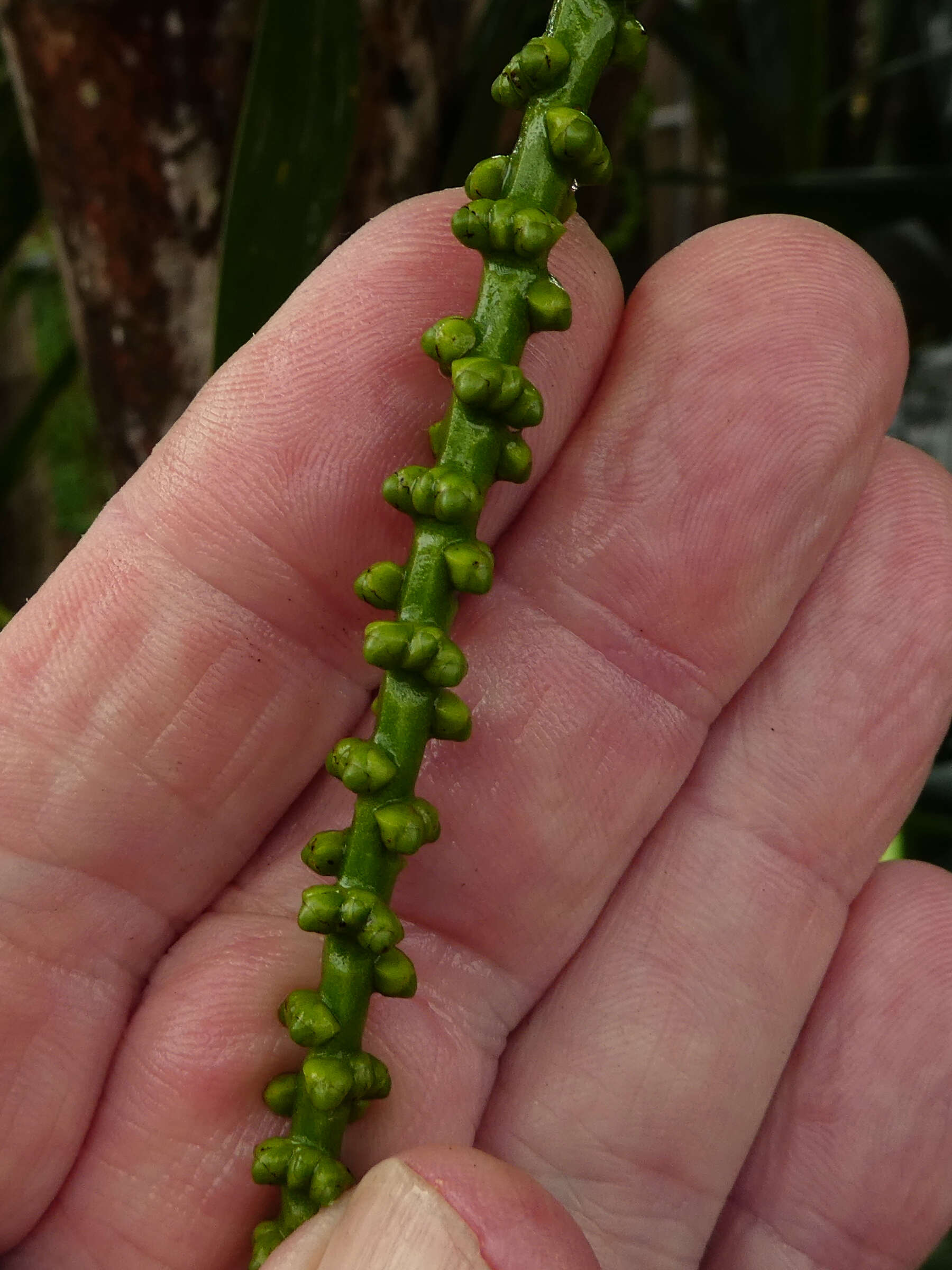 Image of Macarthur Palm