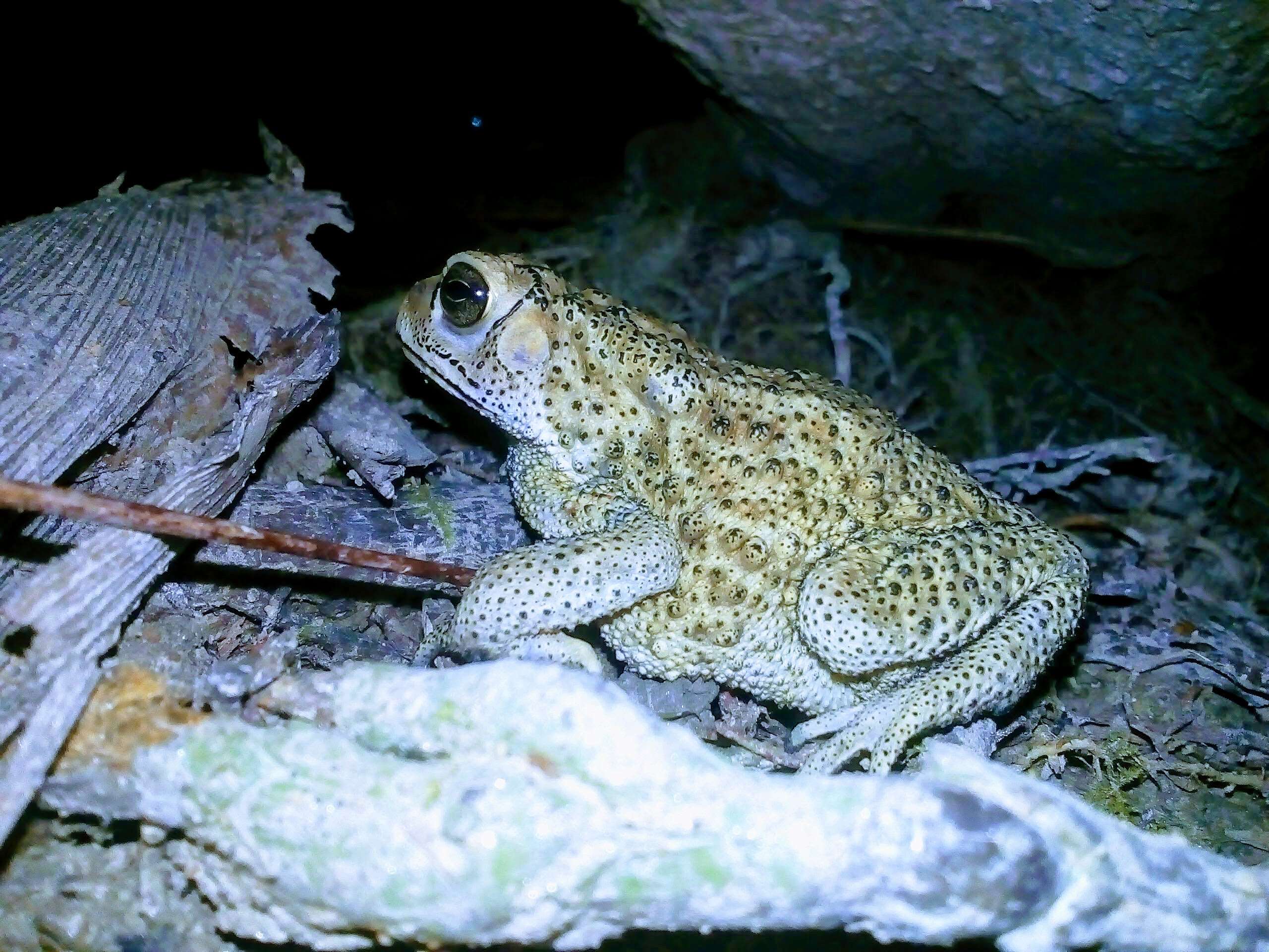 Image of Asian black-spined toad