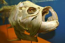 Слика од Megalopidae
