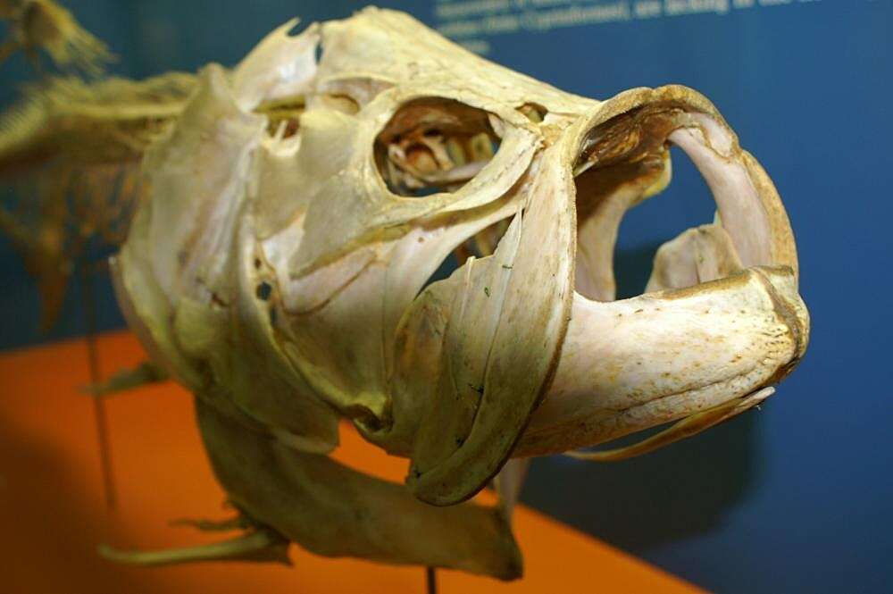 Слика од Megalopidae