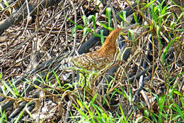 Imagem de Botaurus pinnatus (Wagler 1829)