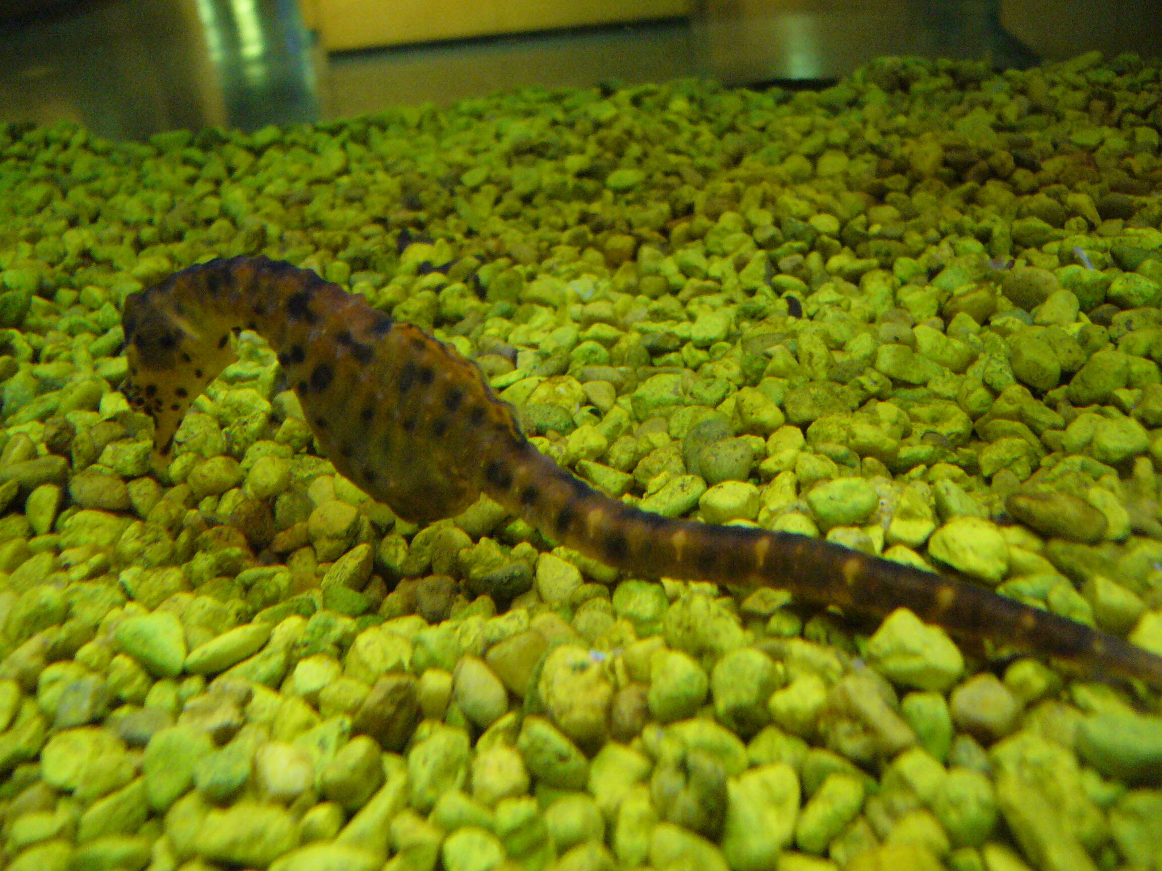 Image of Big-belly Seahorse