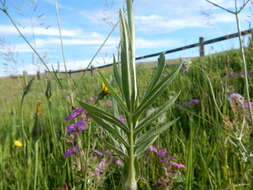 Слика од Knautia arvensis (L.) Coulter