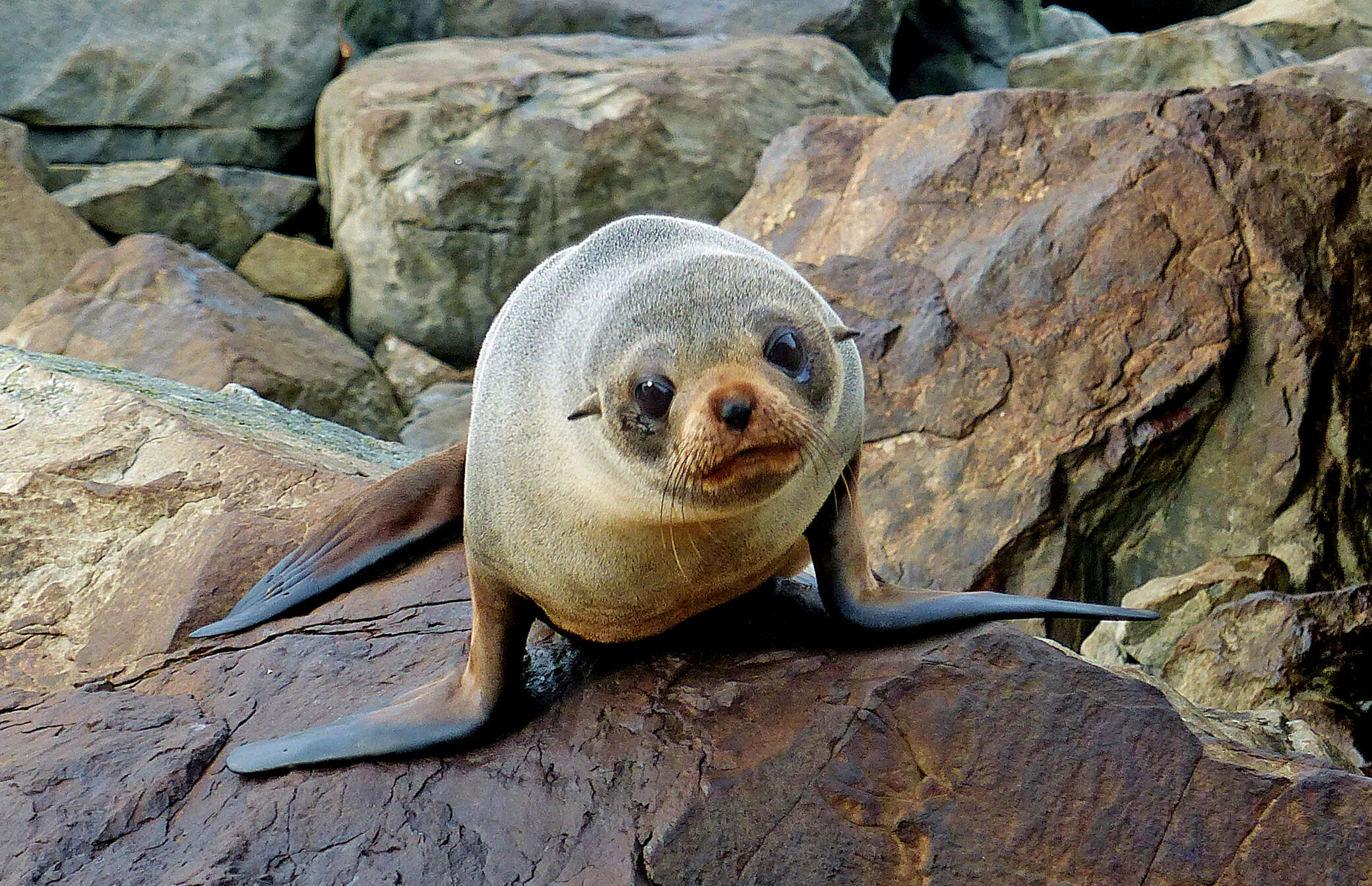 Image of Antipodean Fur Seal