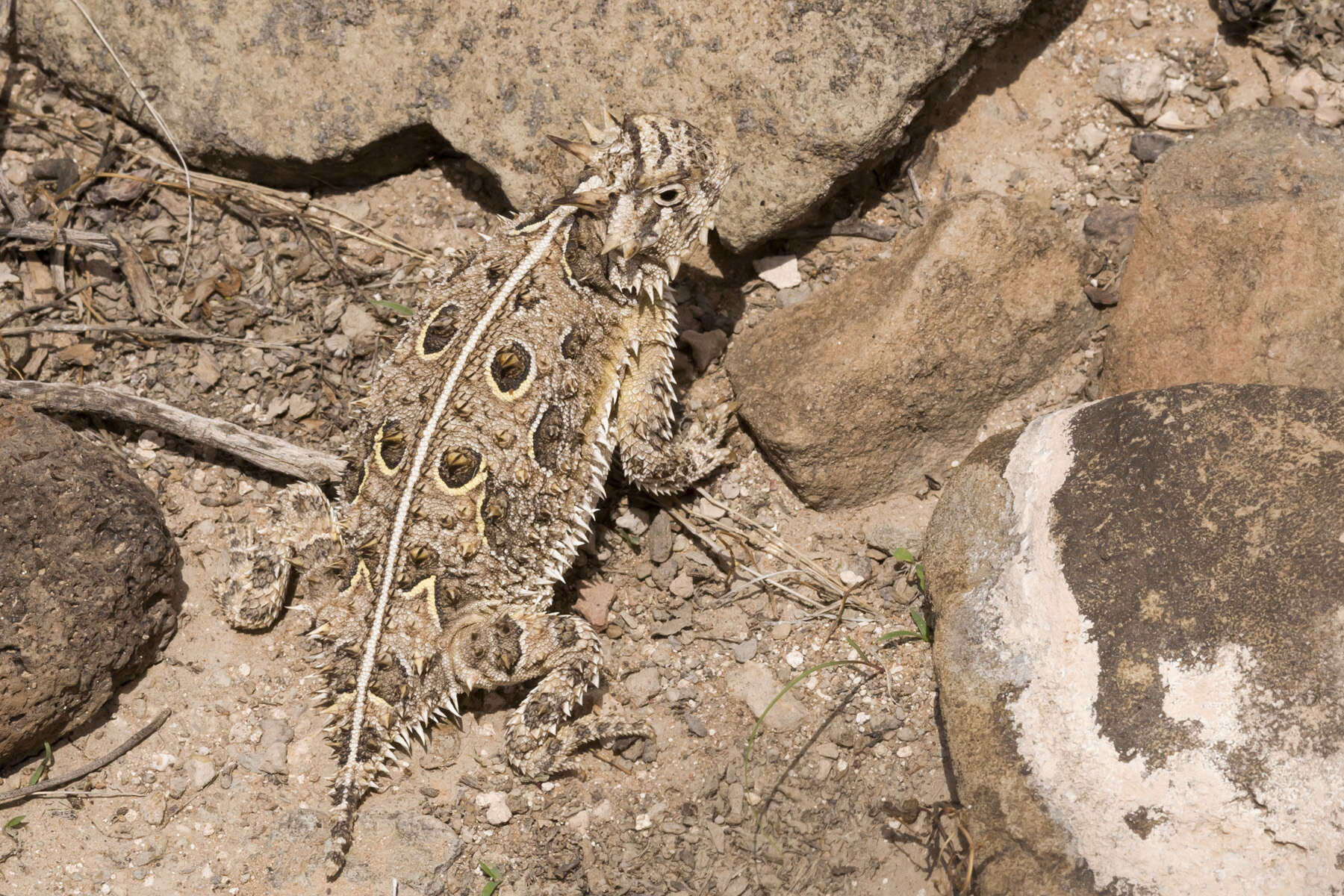 Image of Texas Horned Lizard