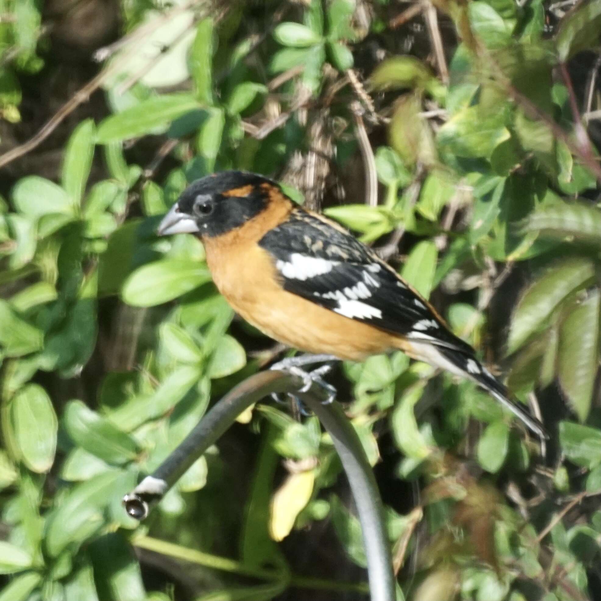 Image of Black-headed Grosbeak