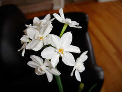 Image of paperwhite narcissus