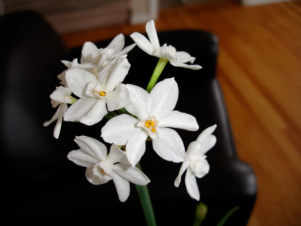 Image of paperwhite narcissus