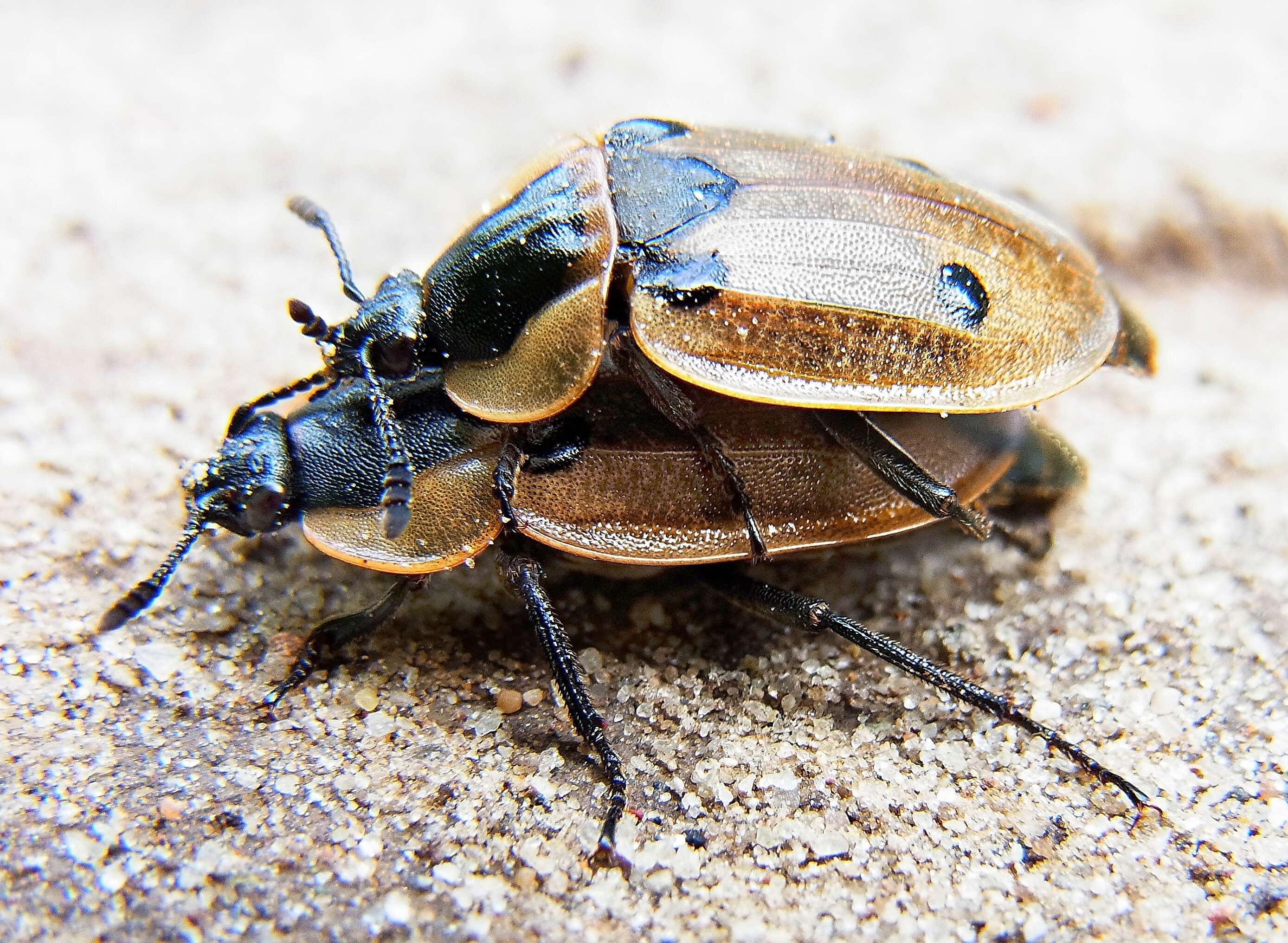 Image of Dendroxena quadrimaculata (Scopoli 1771)