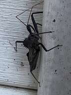 Image of Wheel Bug