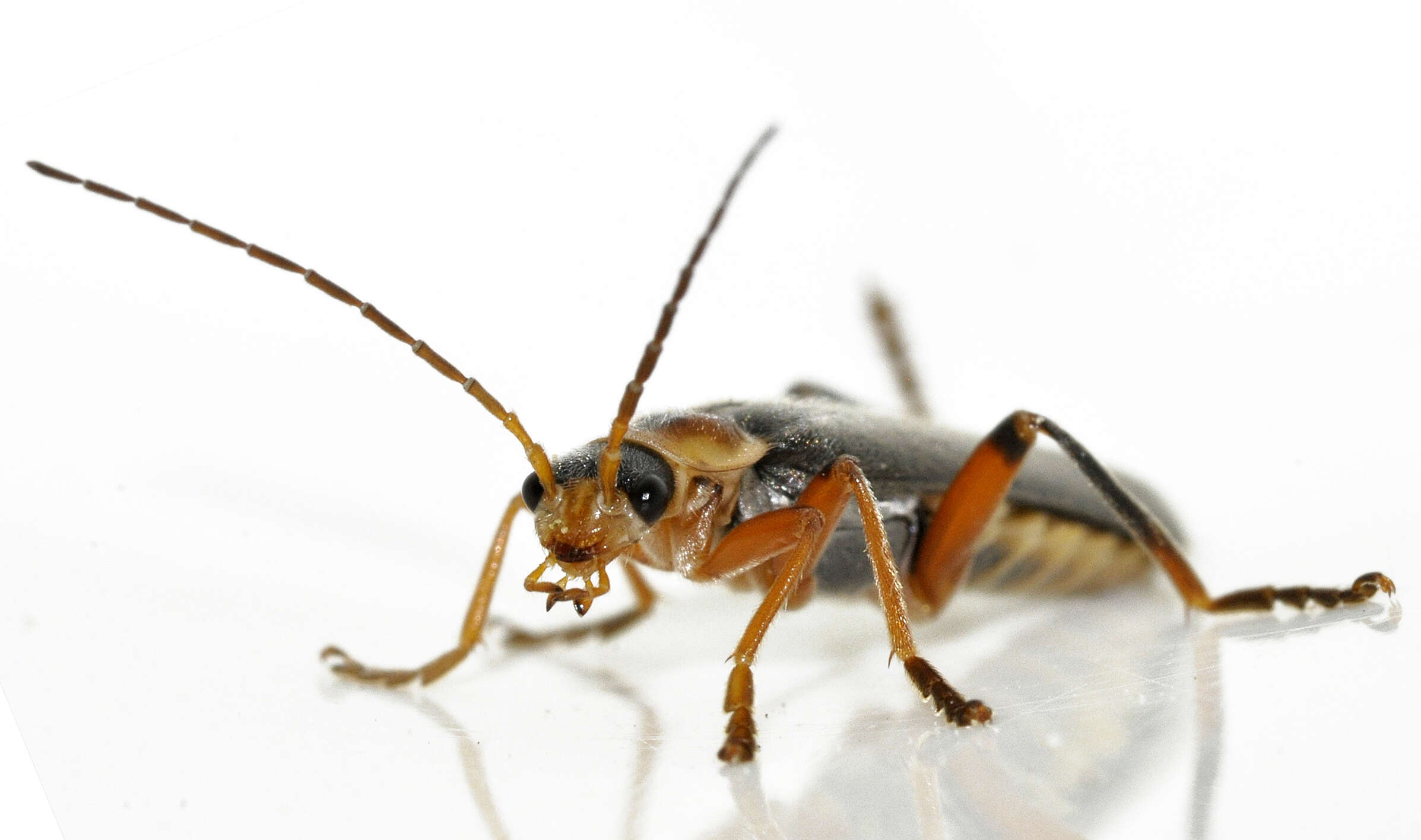 Imagem de Cantharis nigricans