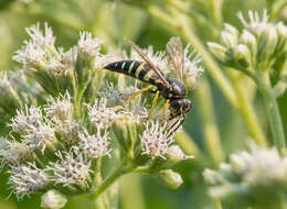 Image of Bicyrtes quadrifasciatus (Say 1824)