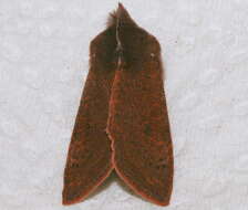 Image of Orthosia transparens Grote 1881