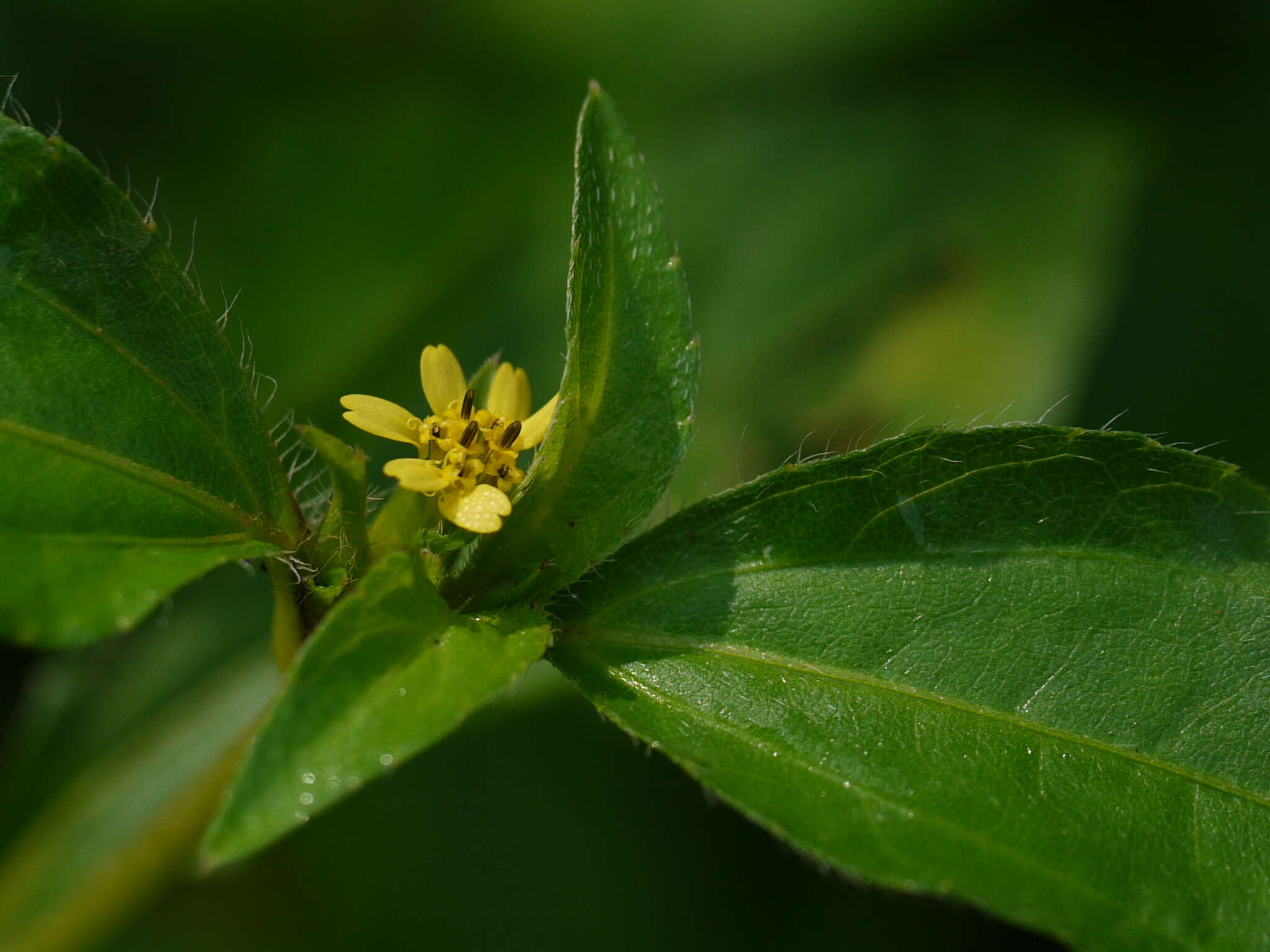 Calyptocarpus vialis Less. resmi