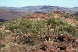 Image of Eucalyptus pilbarensis M. I. H. Brooker & W. B. Edgecombe