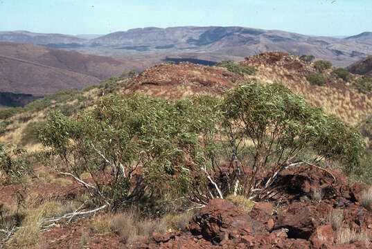 Image de Eucalyptus pilbarensis M. I. H. Brooker & W. B. Edgecombe