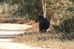 Image of Brazilian Tapir