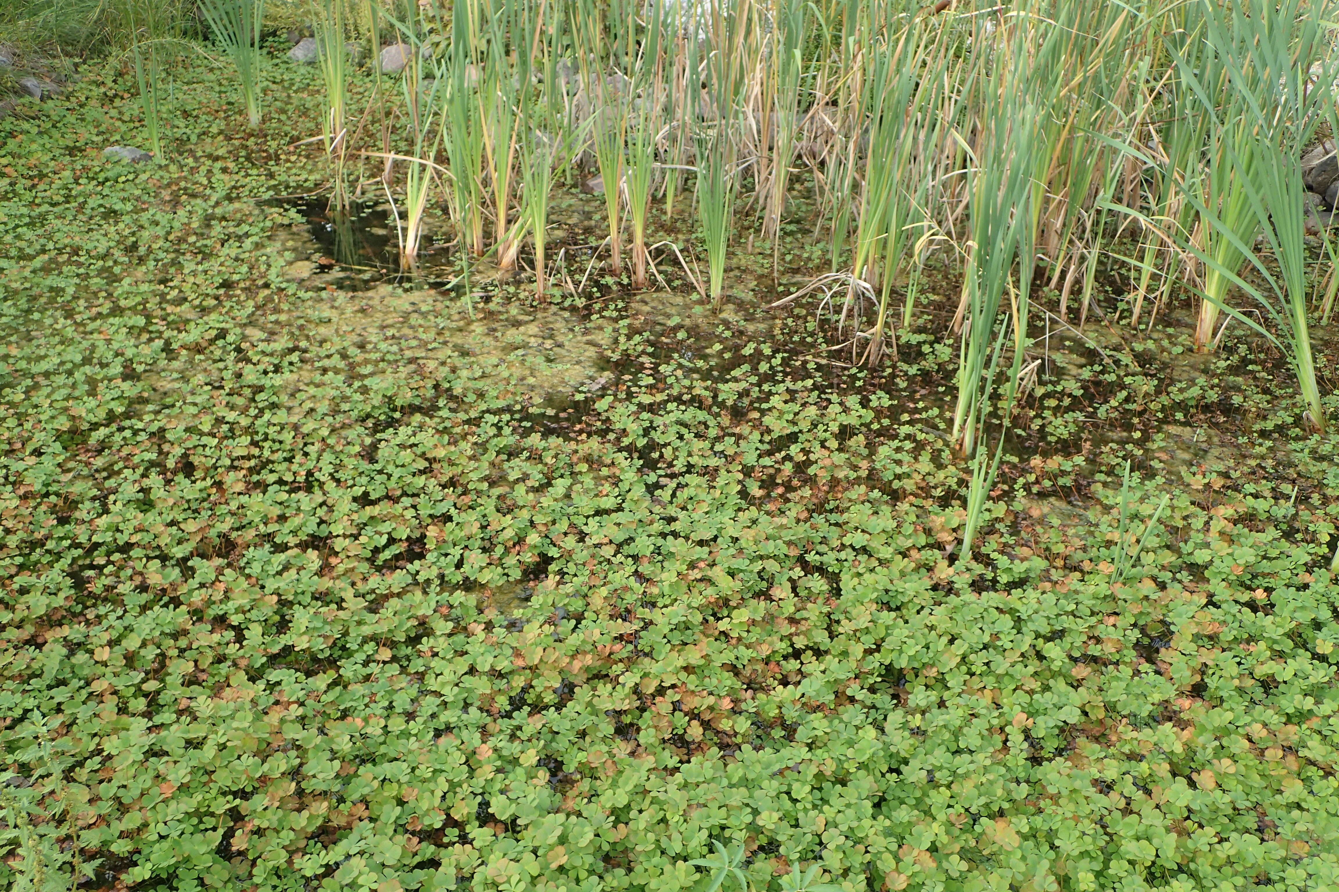 Plancia ëd Marsilea quadrifolia L.