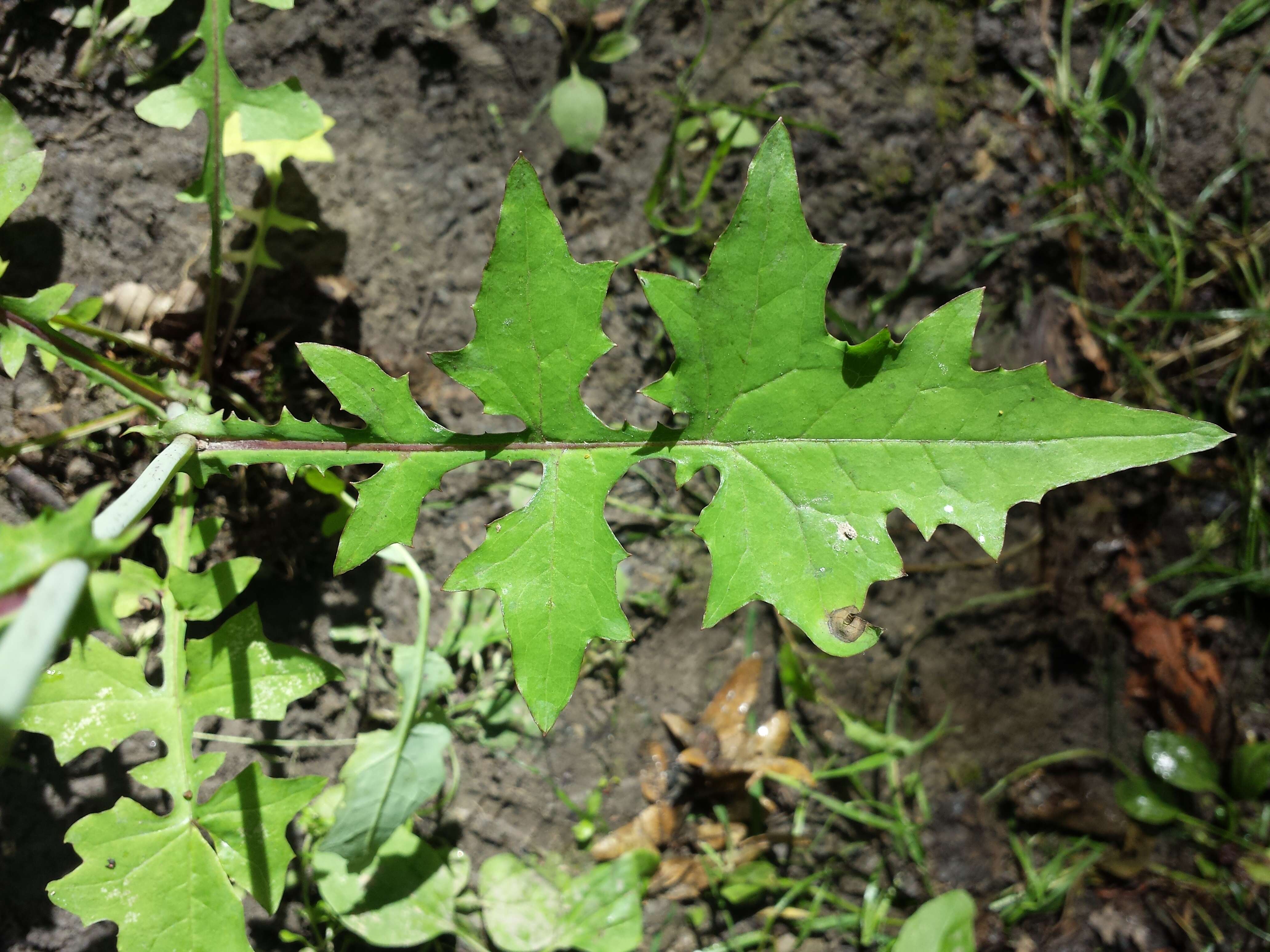 Image of Lactuca muralis