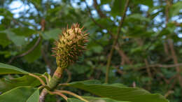 Image of Japanese Big Leaf Magnolia