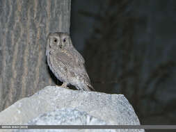 Image of Pallid Scops Owl