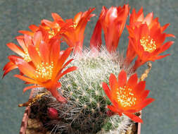 Image of Rebutia minuscula K. Schum.