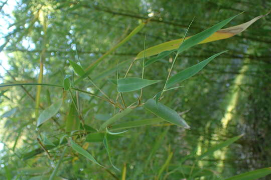 Image of Phyllostachys platyglossa C. P. Wang & Z. H. Yu