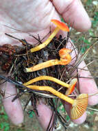 Image of Hygrocybe miniata (Fr.) P. Kumm. 1871