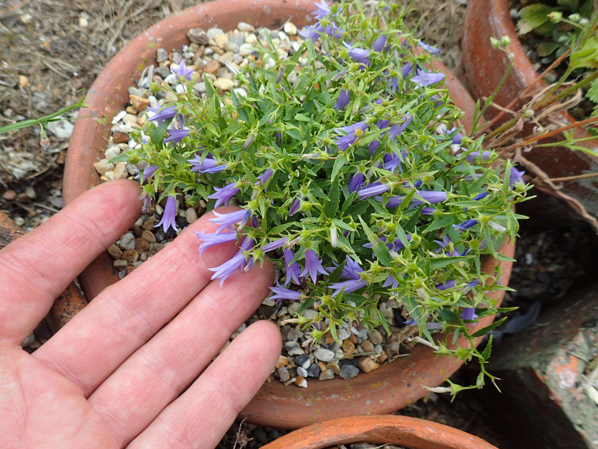 Campanula tommasiniana K. Koch resmi