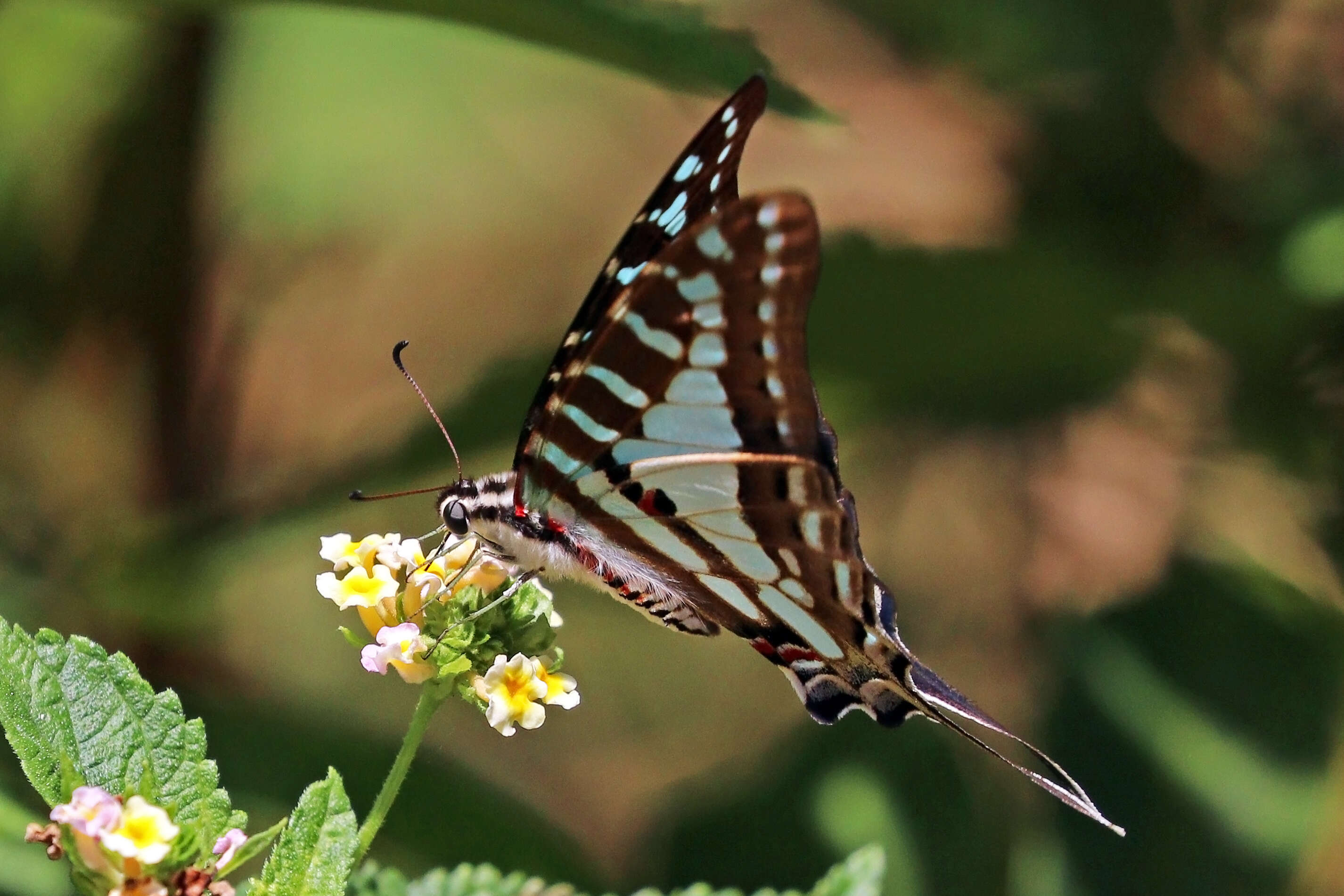 Plancia ëd Graphium evombar (Boisduval 1836)