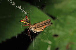 Image of Arrowshaped Micrathena