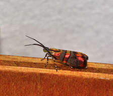 Image of Slosson's Metalmark Moth