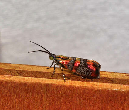 Image of Slosson's Metalmark Moth