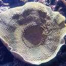 Image de Montipora capricornis Veron 1985