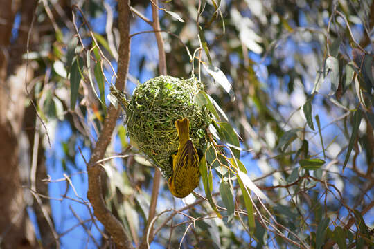 Image of Cape Weaver