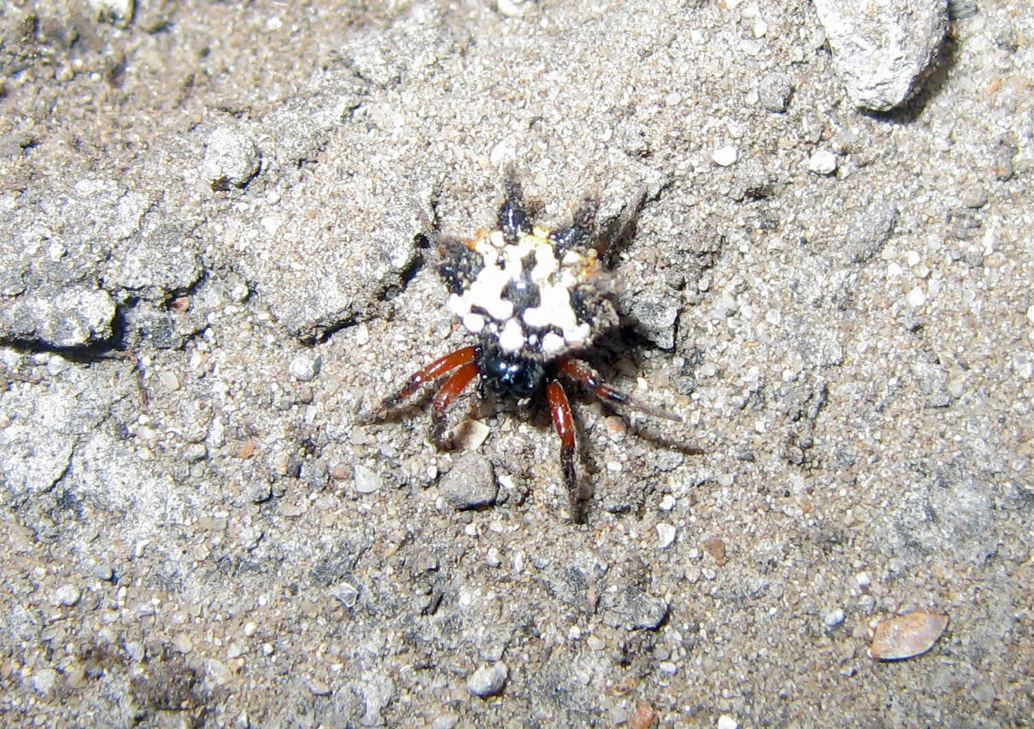 Image of Austracantha