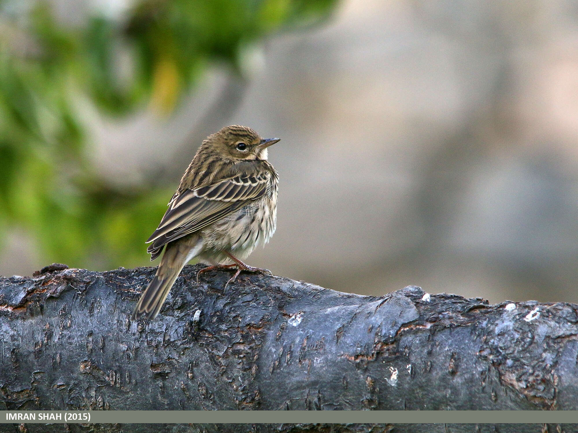 Image of Tree Pipit